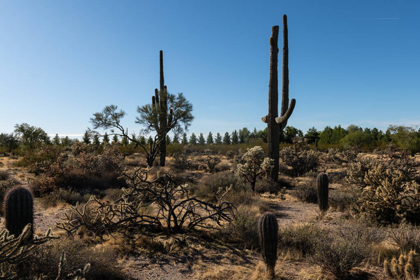Különböző kaktusz és sivatagi növények táj táj Arizona Sonoran sivatag. - Fotó, kép