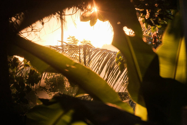 Hojas verdes frescas de palmera de coco en el bosque - Foto, Imagen