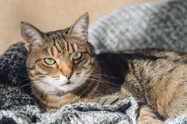 Tabby chat se trouve sur une couverture grise tricotée au soleil. Un animal de compagnie
. - Photo, image