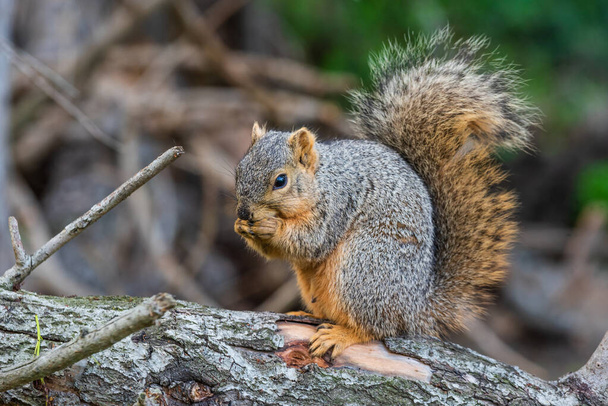 A ground squirrel feeds on a large pecan - Photo, Image