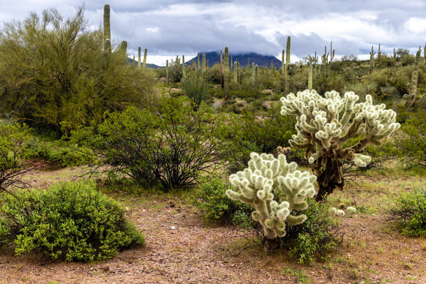 Arizona szonorai sivatagja vihar idején. Teddy Bear Cholla kaktusz előtérben; Saguaro és Ocotillo kaktusz a háttérben; dombtetőn felhők borítják a távolban.  - Fotó, kép