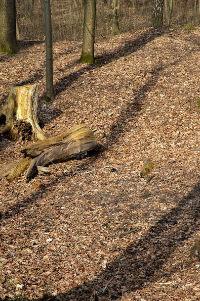 Un tronc pourri sur de vieilles feuilles. Forêt printanière ensoleillée
. - Photo, image