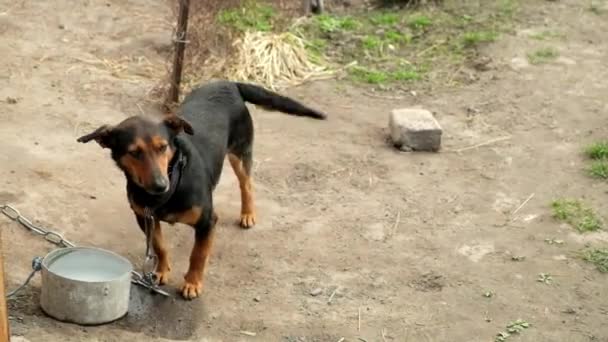 The playful dog quickly wags its tail. Dog on a chain.  - Footage, Video