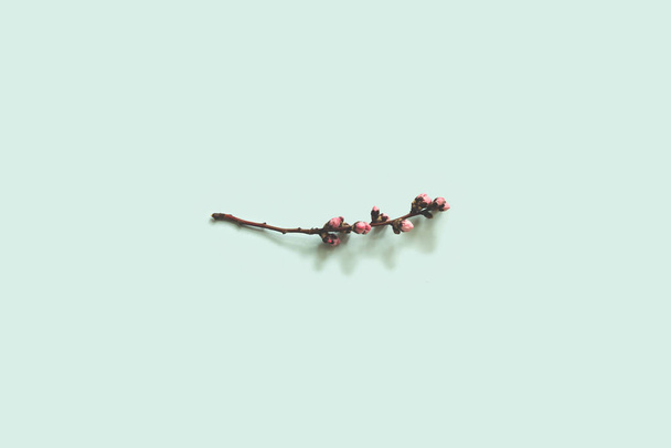 blooming peach branch on blue background - Foto, immagini
