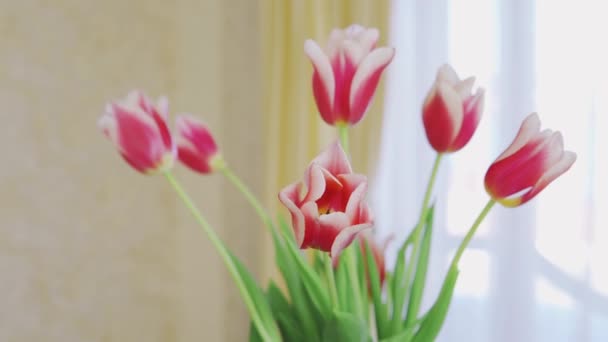 Крупный план букета цветов тюльпана в вазе на солнечном фоне в помещении
 - Кадры, видео