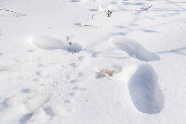 pedaços de neve no jardim - Foto, Imagem
