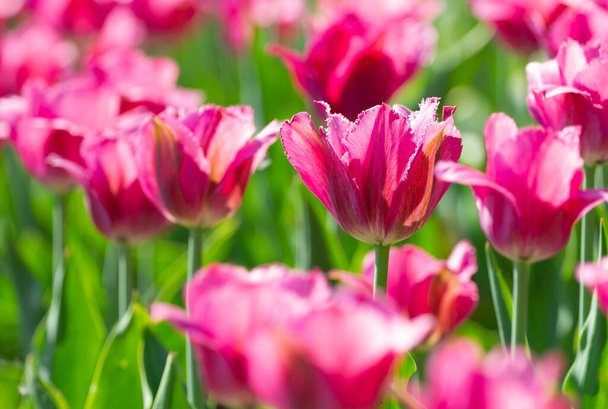 De délicieuses tulipes roses sur fond printanier - Photo, image