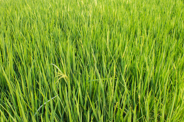Зеленый свежий рис
 - Фото, изображение