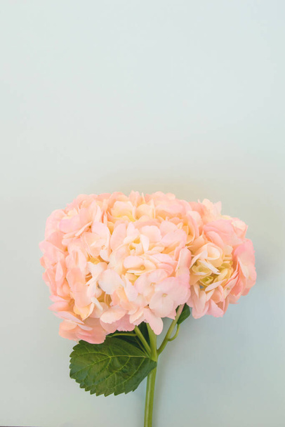 Όμορφη ροζ ορτανσία με ένα φύλλο σε μπλε φόντο - Φωτογραφία, εικόνα
