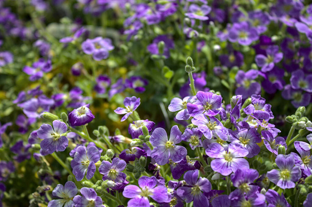 fioritura cespuglio lilla in giardino
 - Foto, immagini