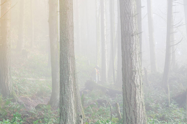 霧深い霧のトレイル緑豊かな森林の山の風景- Poo Poo Point (ワシントン,アメリカ) - 写真・画像