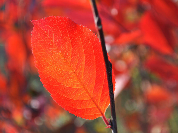 Bright red autumn chokeberry leaf in bright light closeup - Valokuva, kuva
