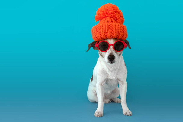 帽子とスカーフの犬 - 写真・画像