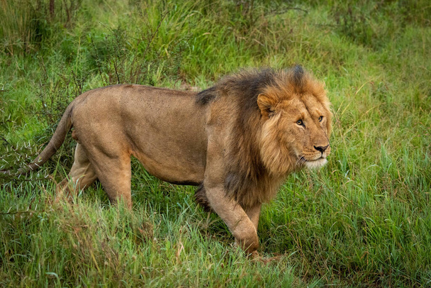 Männlicher Löwe läuft im Gras und hebt Pfote - Foto, Bild