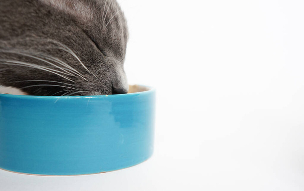 szürke macska élvezetes és csukott szemmel eszik egy kék tál fehér alapon helyet a szöveges - Fotó, kép