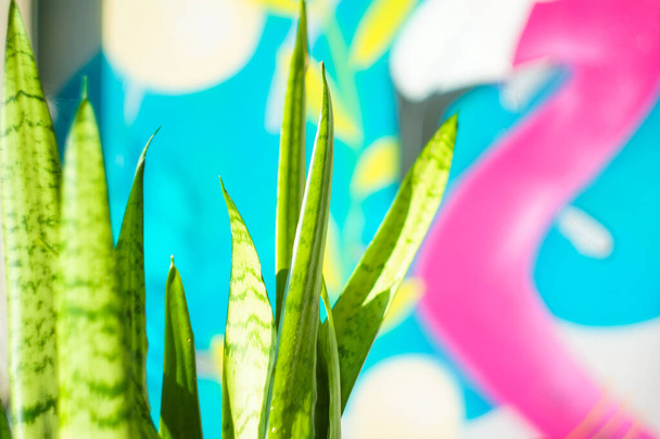 Род Sansevieria домашнее растение, в солнечном свете для заднего плана
 - Фото, изображение