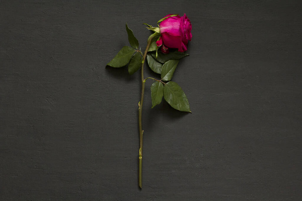 Eine einsame, purpurrote, wunderschöne, welke Rose liegt auf einem schwarzen, modernen Hintergrund. Konzept und Prozess des Sterbens. Welkes Rosa stieg auf. Kopieren Sie Platz für Text. Horizontal. - Foto, Bild