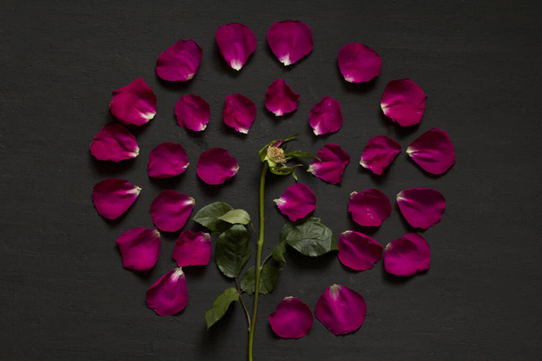 Красива квітка Мандала з рожевих і червоних троянд на чорному темному тлі. Геометрична квіткова композиція. Роза викладена на пелюстки. Квіткова мандала. Плоский простір, вид зверху, копіювання простору для тексту
. - Фото, зображення