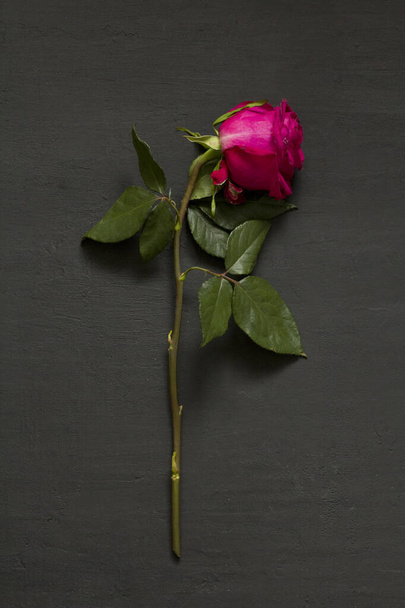 Una rosa escarlata roja escarlata hermosa lánguida y marchita yace sobre un fondo negro moderno. El concepto y el proceso de morir. Rosa marchita. Copia espacio para texto. Vertical
. - Foto, Imagen