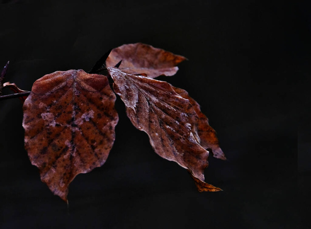 Коричневые листья на темном фоне, Фрисландия, Негерлэнды
 - Фото, изображение