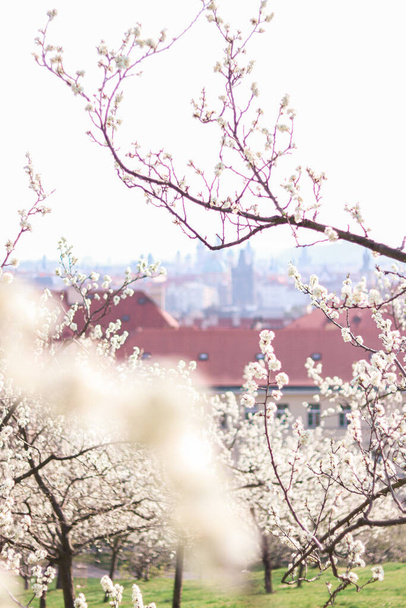 Spring in Prague, Petrin, Petrin Garden, Czech Republic, Prazske Jaro, Jaro v Praze - Photo, Image