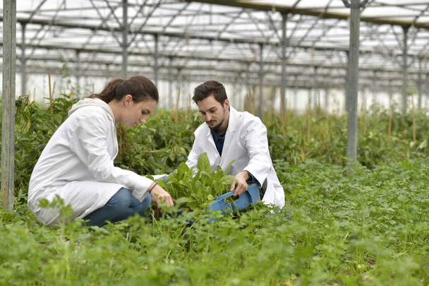 Apprentice in greenhouse checking plants - 写真・画像