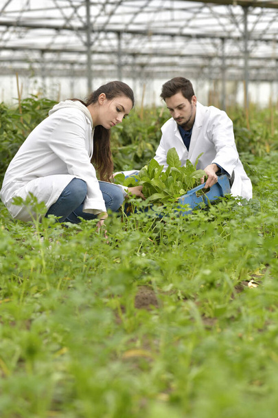Apprentice in greenhouse checking plants - Foto, immagini