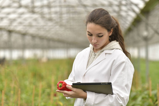 Young agronomist in greenhouse controlling vegetables - Foto, imagen