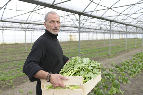 Farmer in greenhouse holding box of vegetables - 写真・画像