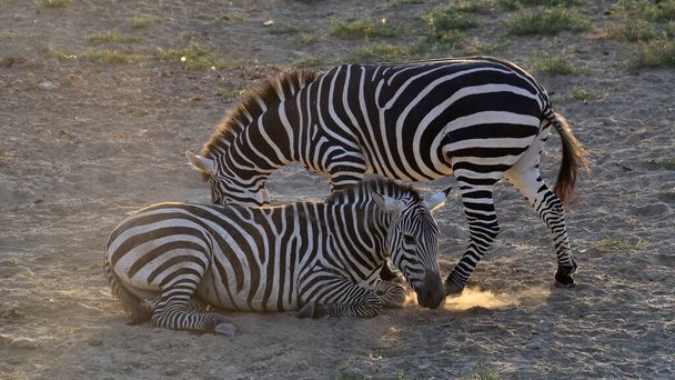photos of wild animals and zebras - Photo, Image