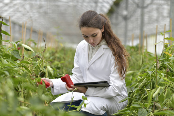 Young agronomist in greenhouse controlling vegetables - Zdjęcie, obraz