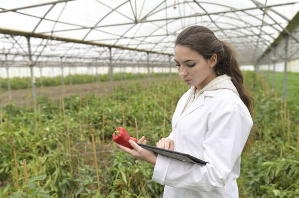 Young agronomist in greenhouse controlling vegetables - Foto, Imagem
