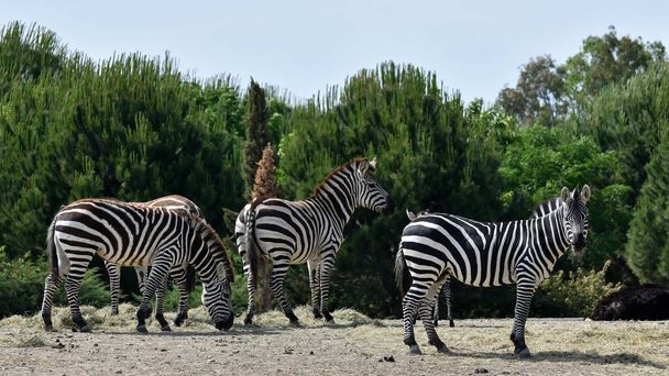 foto 's van wilde dieren en zebra' s - Foto, afbeelding