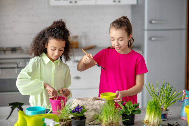 Teen girls enthusiastically replanting indoor plants in the kitchen. - Fotó, kép