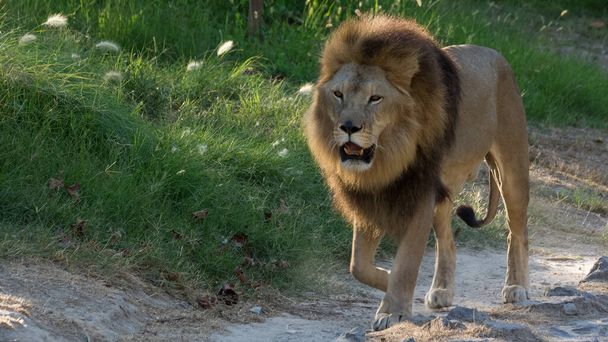 photos of grumpy lion taken during walk - Photo, Image