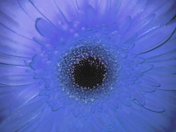 gerbera blue flower close-up macro. Background for design, card, stationery. - Foto, Imagem