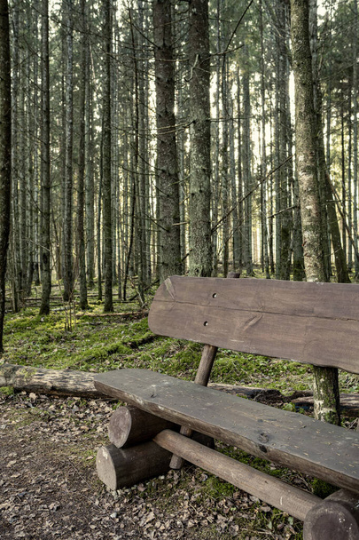 odpoczynek na kempingu w lesie z ławkami i szlakiem późną jesienią na Łotwie - Zdjęcie, obraz