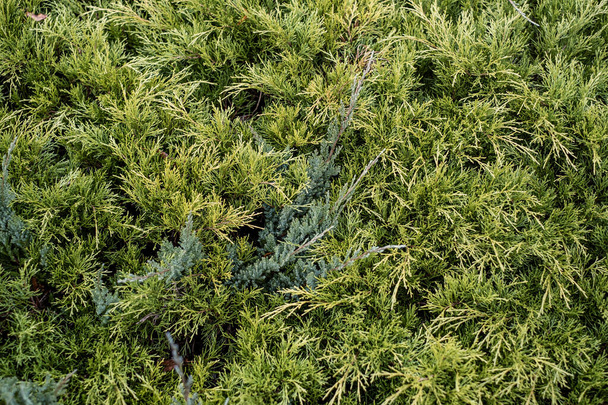 свіже зелене листя ялини в лісі з розмитим фоном
 - Фото, зображення
