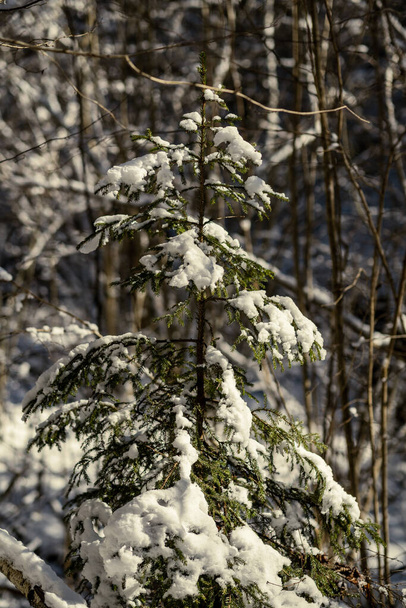 snow covered tree trunks and vegetation in abstract lush texture in winter - Фото, изображение