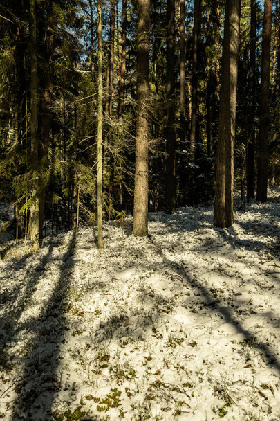 shadows under the trees in winter forest with low snow and green moss under - Фото, изображение