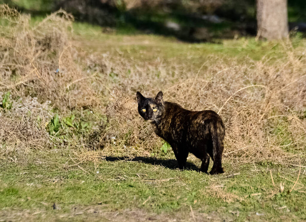 Motley gato vagando por el campo
 - Foto, Imagen