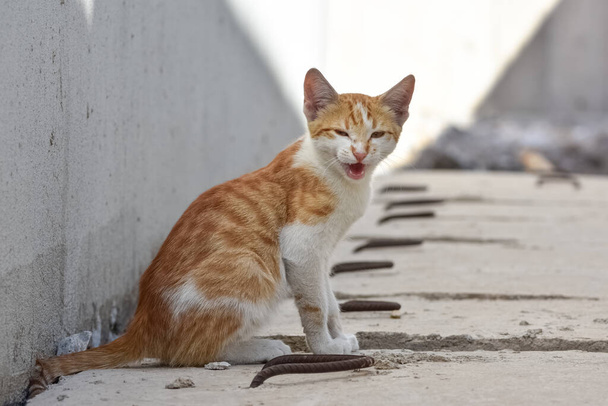 Motley macska barangol a vidéken - Fotó, kép