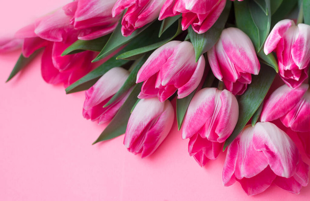 Тюльпаны на розовом фоне с пробелами для текста
. - Фото, изображение