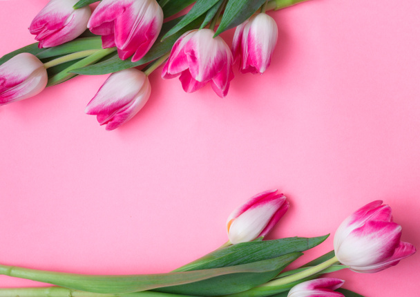 Tulips on a pink background with space for text. Pink background with flowers - Φωτογραφία, εικόνα