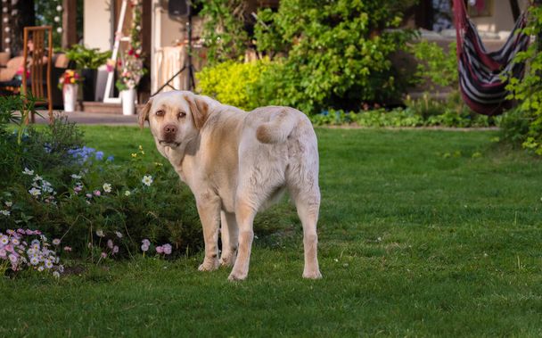 Ο κίτρινος σκύλος Λαμπραντόρ στέκεται στον κήπο δίπλα στο παρτέρι και κοιτάζει πίσω στο πλευρό μας. - Φωτογραφία, εικόνα