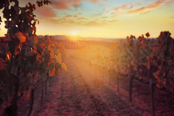 Piękny zachód słońca nad toskańskimi winnicami. - Zdjęcie, obraz