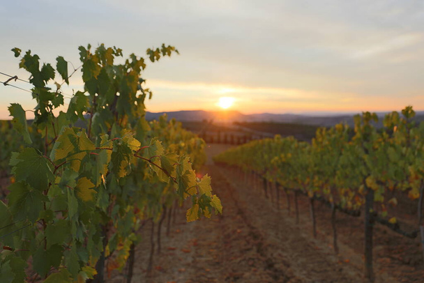 Гарний захід сонця над Тосканськими виноградниками.. - Фото, зображення