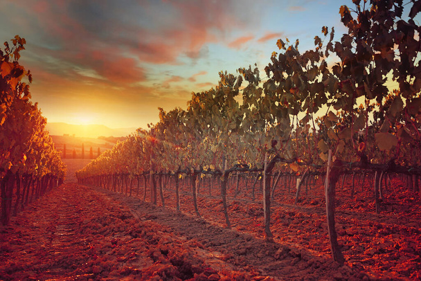 Hermoso atardecer sobre viñedos toscanos
. - Foto, Imagen