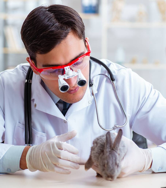Ветеринарний лікар оглядає кролика в своїй клініці
 - Фото, зображення