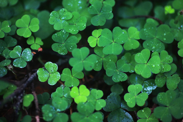 植物のクローバー4葉からの背景。アイルランドの伝統的なシンボル。聖パトリックの日. - 写真・画像